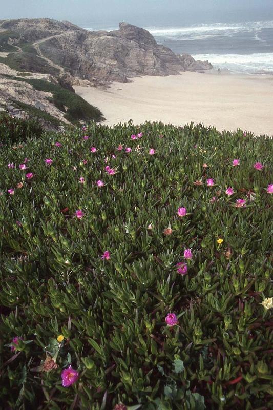 RWT 0242 304-07 Portugal Ice Plant.jpg
